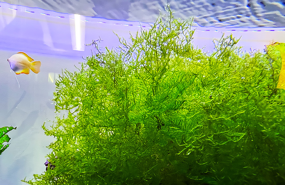 水槽内に繁茂するウィローモスと泳ぐグラミーの仲間