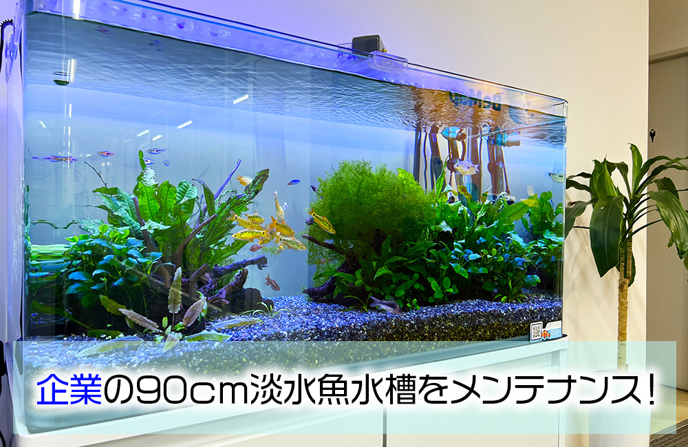 企業様の90cm淡水魚水槽をメンテナンス!ゴールデンバルブがきらめきますのサムネイル画像