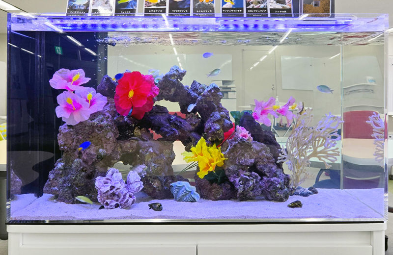 オフィスの海水魚水槽!季節のレイアウトを楽しめる90cm水槽 水槽画像5