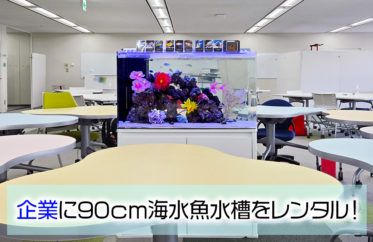オフィスの海水魚水槽！季節のレイアウトを楽しめる90cm水槽