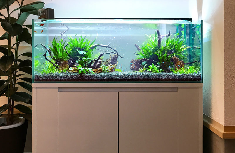 企業様のモデルルームに設置した120cm淡水魚水槽!ラスボラの群泳! 水槽画像2