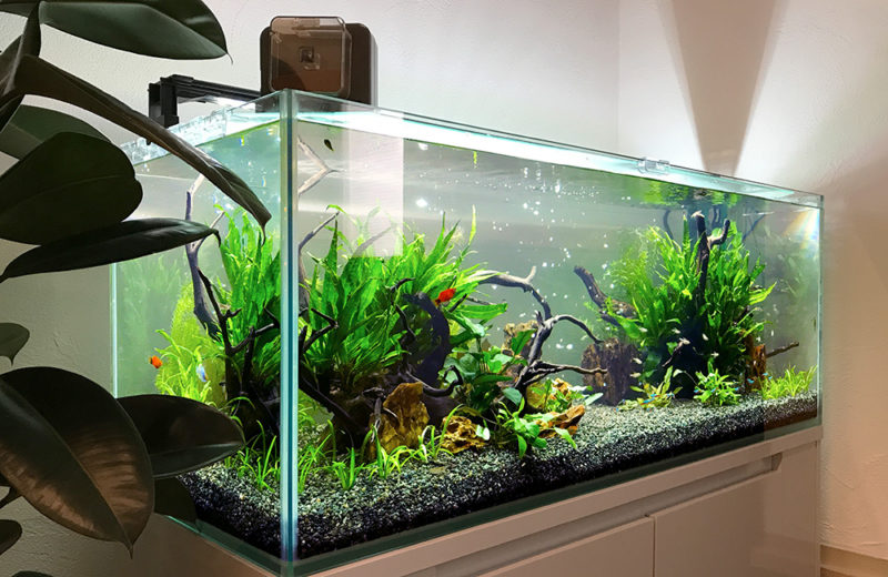 企業様のモデルルームに設置した120cm淡水魚水槽!ラスボラの群泳! 水槽画像4