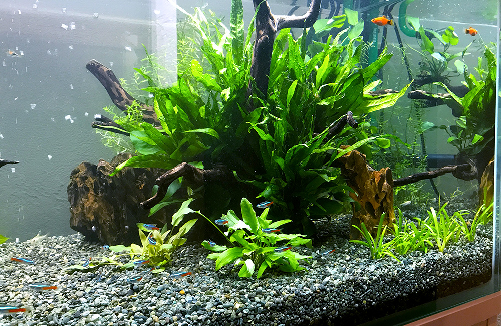流木と水草に群れるネオンテトラの仲間の水槽レイアウト