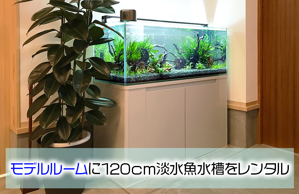 企業様のモデルルームに設置した120cm淡水魚水槽！ラスボラの群泳！のサムネイル画像