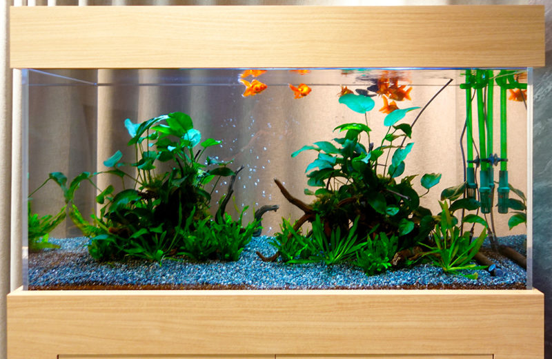 126cmのオーダーメイド水槽を販売・メンテナンス!企業様の金魚水槽 水槽画像2