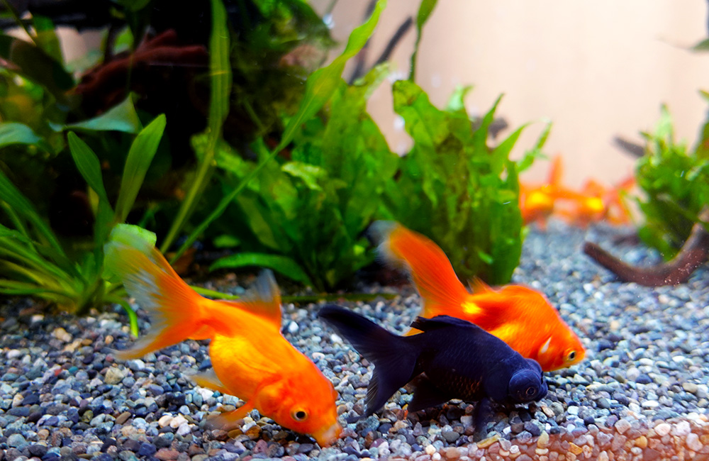 水草を背景に砂利の上を泳ぐ金魚と出目金