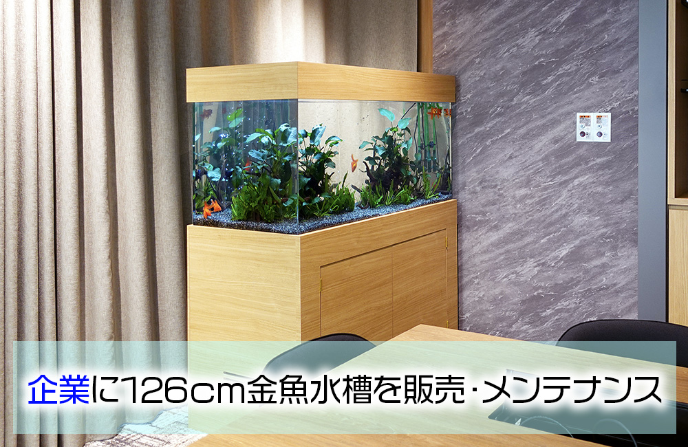 126cmのオーダーメイド水槽を販売・メンテナンス!企業様の金魚水槽のサムネイル画像
