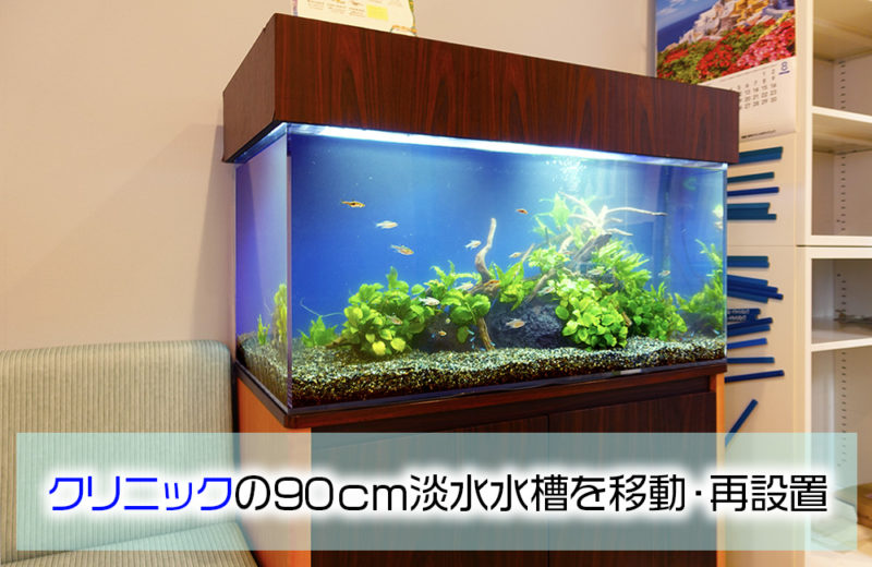 クリニックのレンタル水槽を移動！90cm水槽・再設置後の様子 水槽画像１