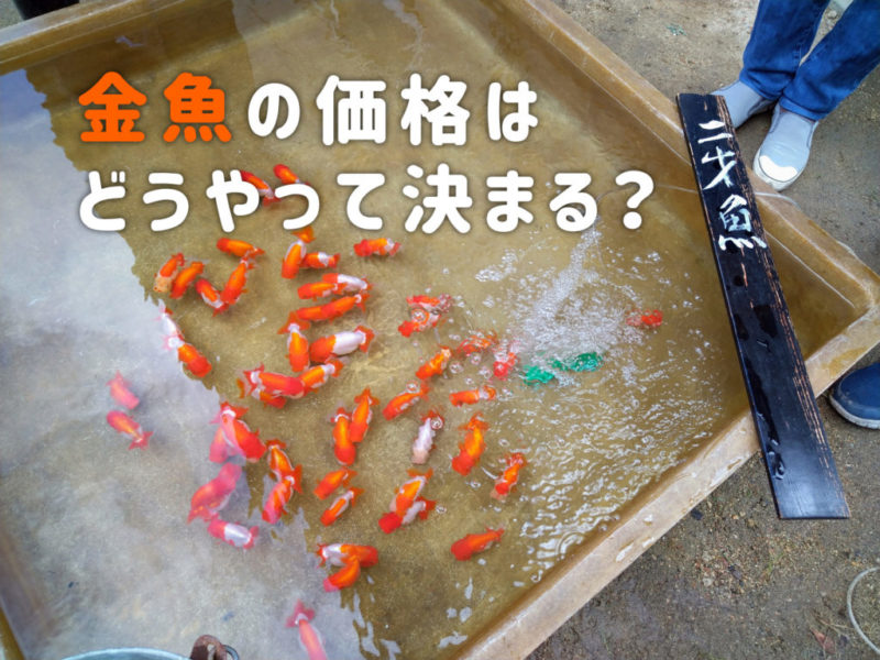 金魚の価格はどうやって決まる?値段が上がる要因と価格の傾向を解説!