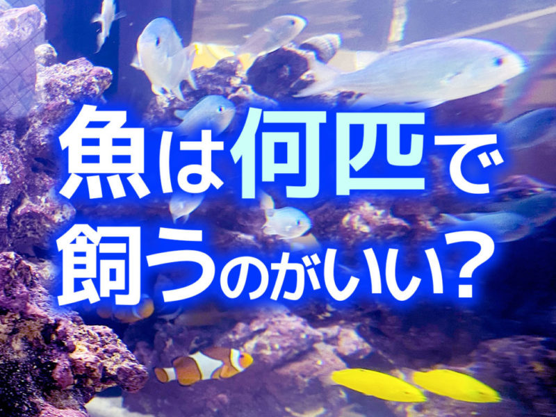 魚は何匹で飼うのがいい？の文字と海水魚水槽の見出し画像