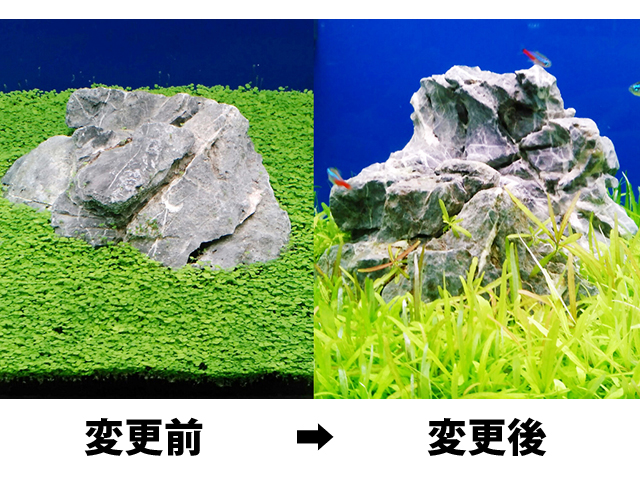 水草と石のレイアウト変更前後の比較画像