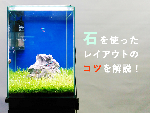石のレイアウトを30cm水槽で解説!偶数での石組みのポイントを教えますのサムネイル画像