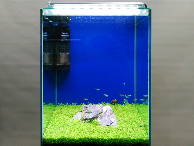 ネオンテトラの仲間が泳ぐ岩と水草の小型水槽レイアウト