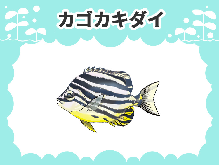 カゴカキダイのお魚図鑑