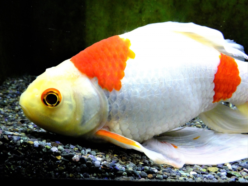 水槽の底で横たわる紅白模様の大きな金魚