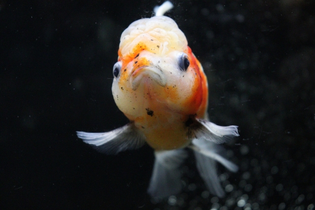 黒い背景を泳ぐ肉瘤が発達した金魚の正面写真