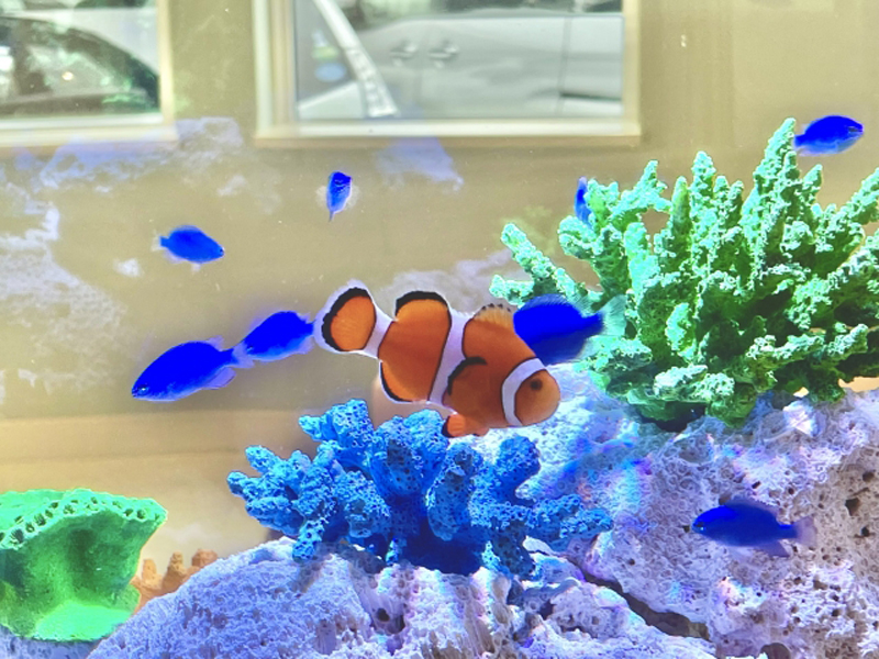 サンゴ岩とクマノミや青い海水魚が泳ぐ海水水槽内