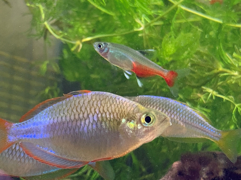 水草を背景に泳ぐ熱帯魚とネオンテトラの仲間