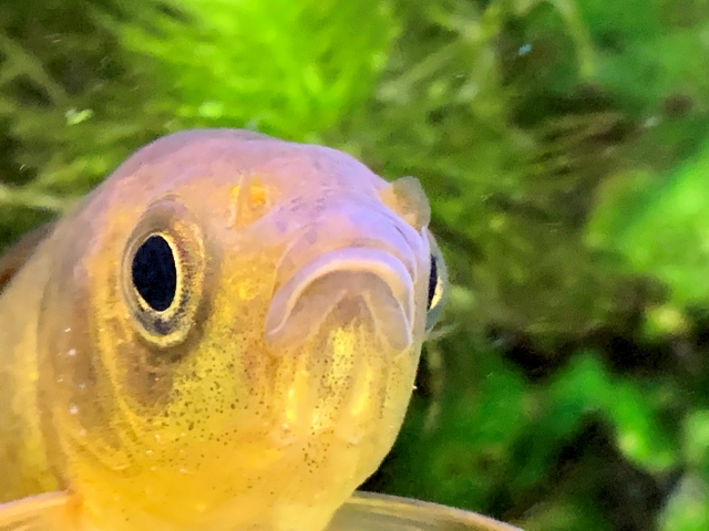水草を背景に正面を向くメダカの顔のアップ