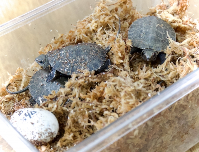 水苔を敷いたケース内のカメの赤ちゃんと卵の殻