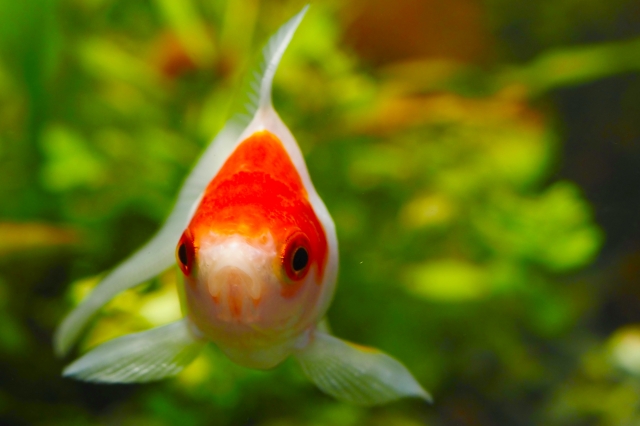 水草を背景に正面を向いて泳ぐ紅白の金魚