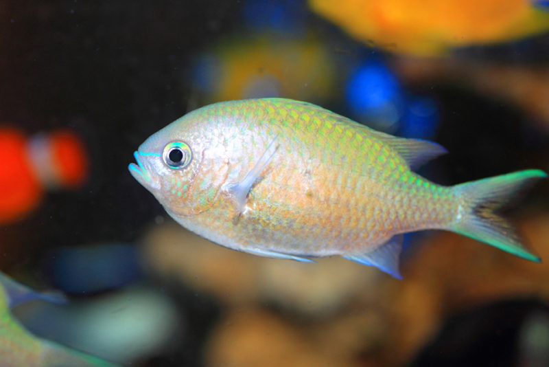 水槽内を泳ぐ淡い緑色のスズメダイの仲間と海水魚たち