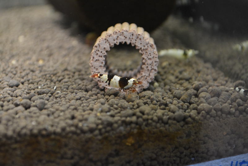 ソイル上のリングろ材と白黒模様の小型エビの仲間