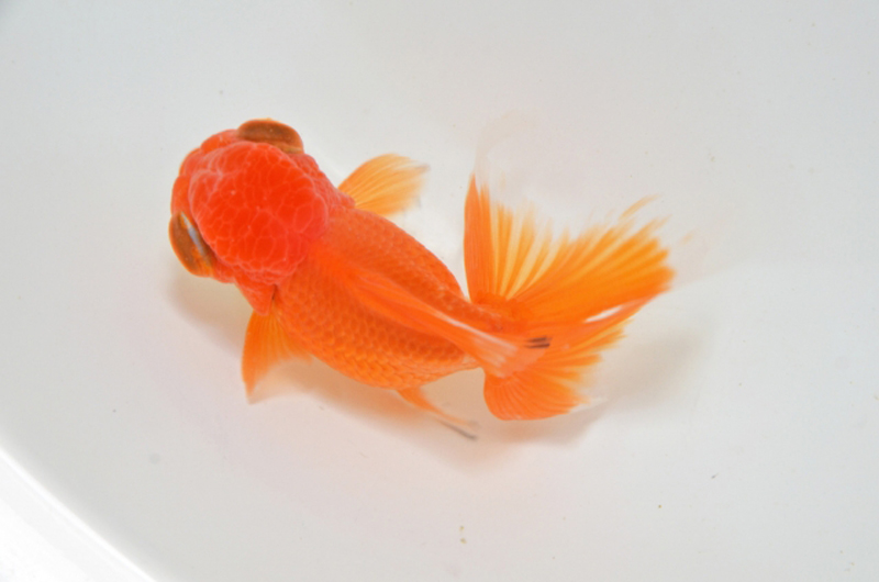 白い容器の中を泳ぐ赤い金魚を真上から捉えた写真