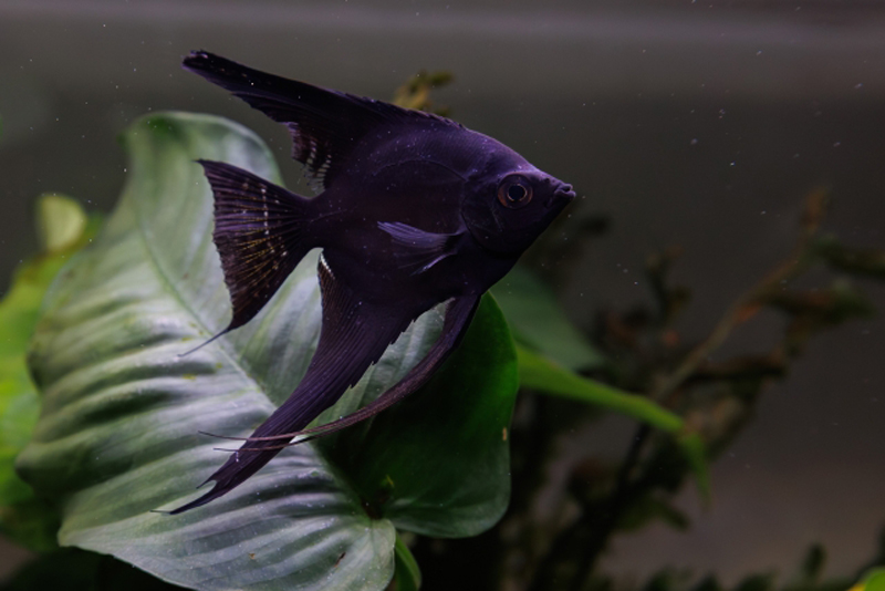 水草の前を泳ぐ黒いエンゼルフィッシュの仲間