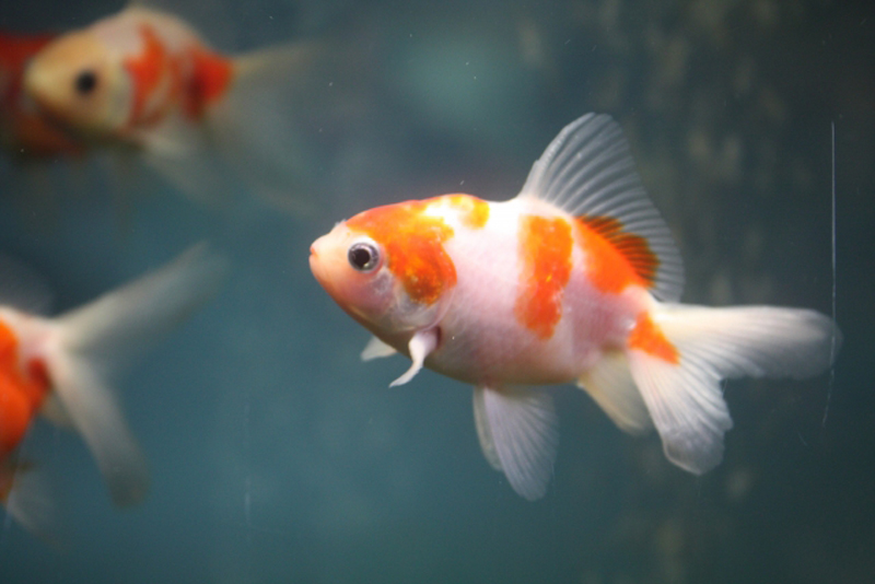 水槽内を泳ぐ赤と白の斑模様がある金魚の群れ