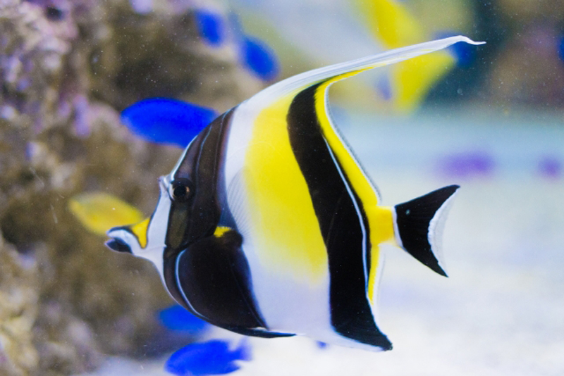 水槽内を泳ぐツノダシと青い熱帯魚の群れ