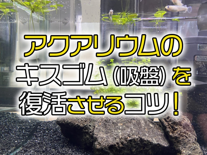 アクアリウムのキスゴムを復活させるコツの見出し画像