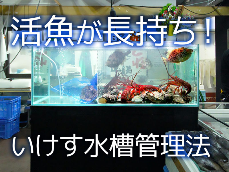 活魚が長持ちするいけす水槽管理法の見出し画像