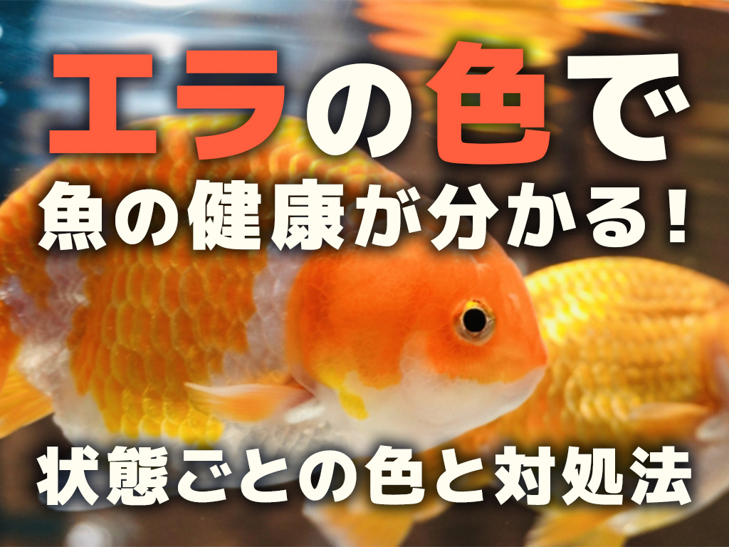 エラの色で魚の健康が分かる！状態ごとの色と対処法を紹介します