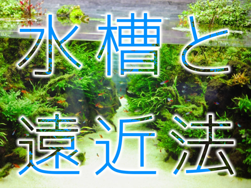 水槽と遠近法の文字とネオンテトラの仲間が泳ぐ水槽画像