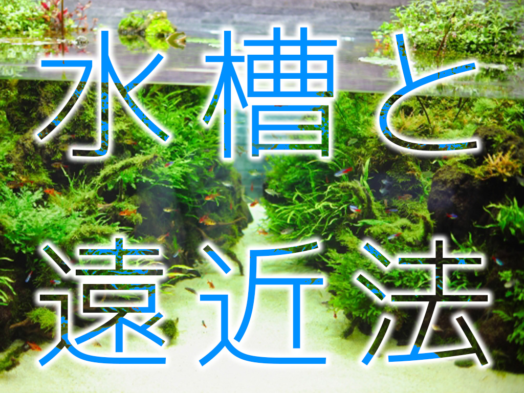 水槽と遠近法!水槽レイアウトに奥行きを作る5つの方法を解説しますのサムネイル画像