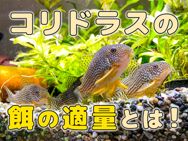 コリドラスの餌の適量とは!の文字とコリドラスの仲間