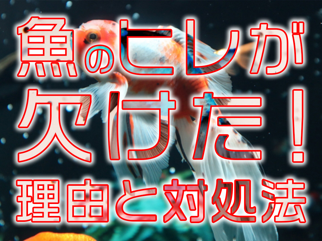 魚のヒレが欠けた！理由と対処法！ヒレ欠けしている魚の購入についても解説