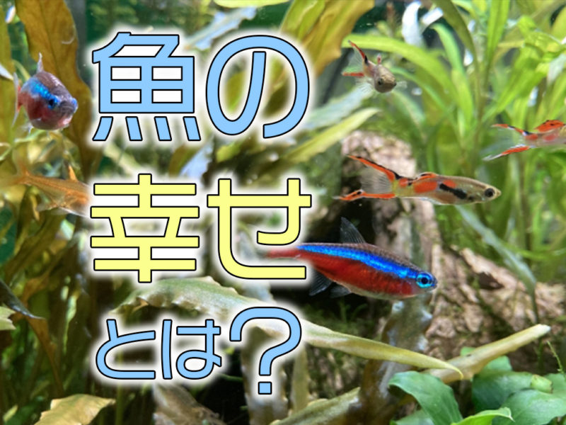 魚の幸せとは!熱帯魚・観賞魚たちの幸福度が高いといえる状態を考える