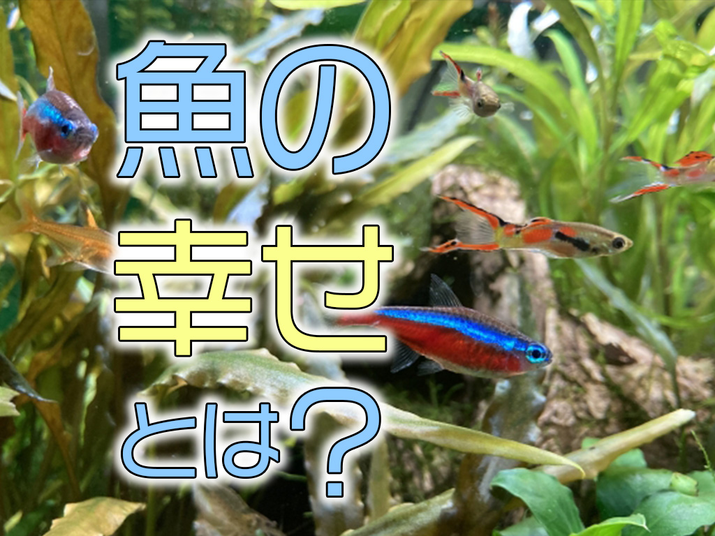 魚の幸せとは！熱帯魚・観賞魚たちの幸福度が高いといえる状態を考えるのサムネイル画像
