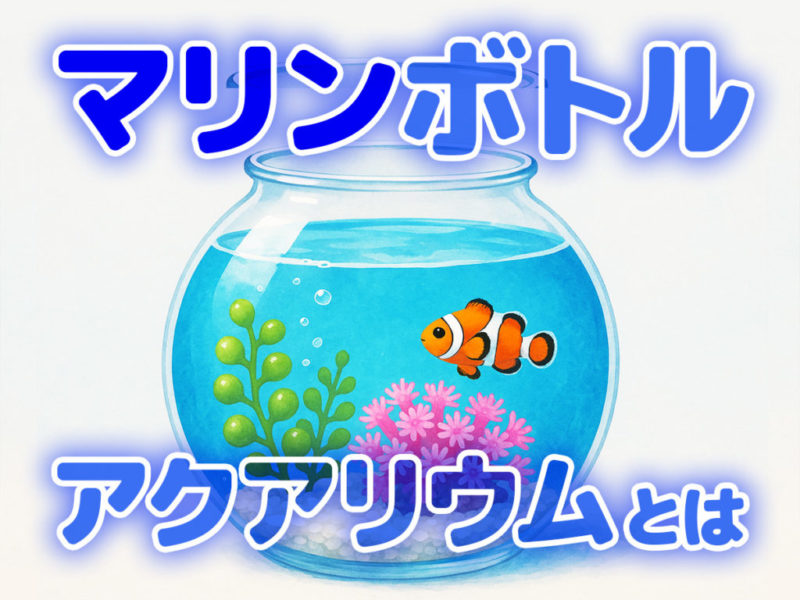 マリンボトルアクアリウムとはの文字とクマノミのイラスト