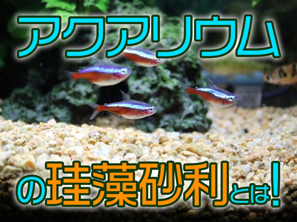 水槽の珪藻砂利とは!水質改善の効果から期限、珪藻土との違いも解説のサムネイル画像