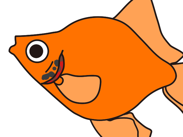 オレンジ色の丸い体をした金魚のイラスト