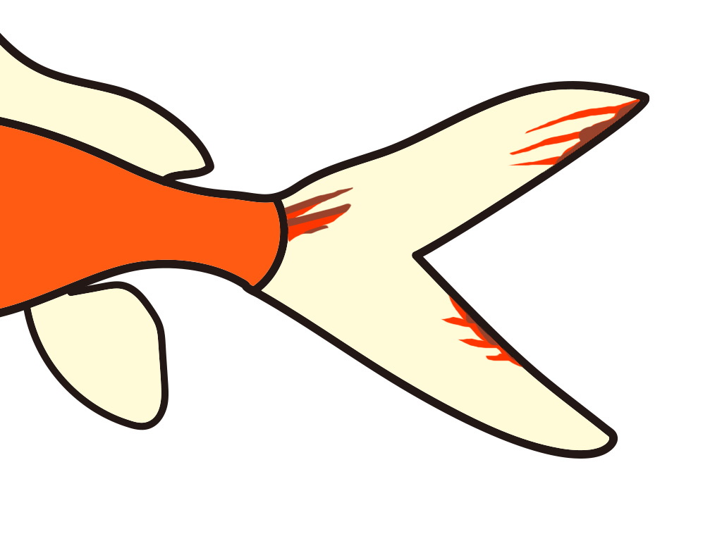 赤い充血が見られる金魚の尾びれのイラスト