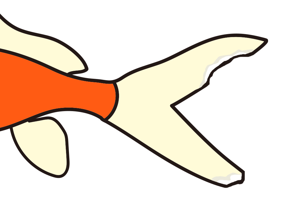 先端が白く欠けた金魚の尾びれのイラスト