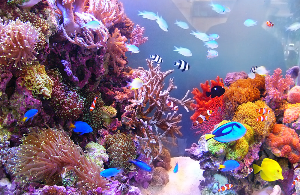 サンゴ礁を再現した水槽内を泳ぐ色鮮やかな海水魚たち
