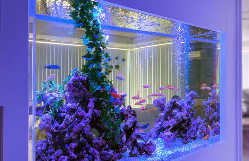 青い照明に照らされた岩礁と熱帯魚が泳ぐ埋め込み式水槽