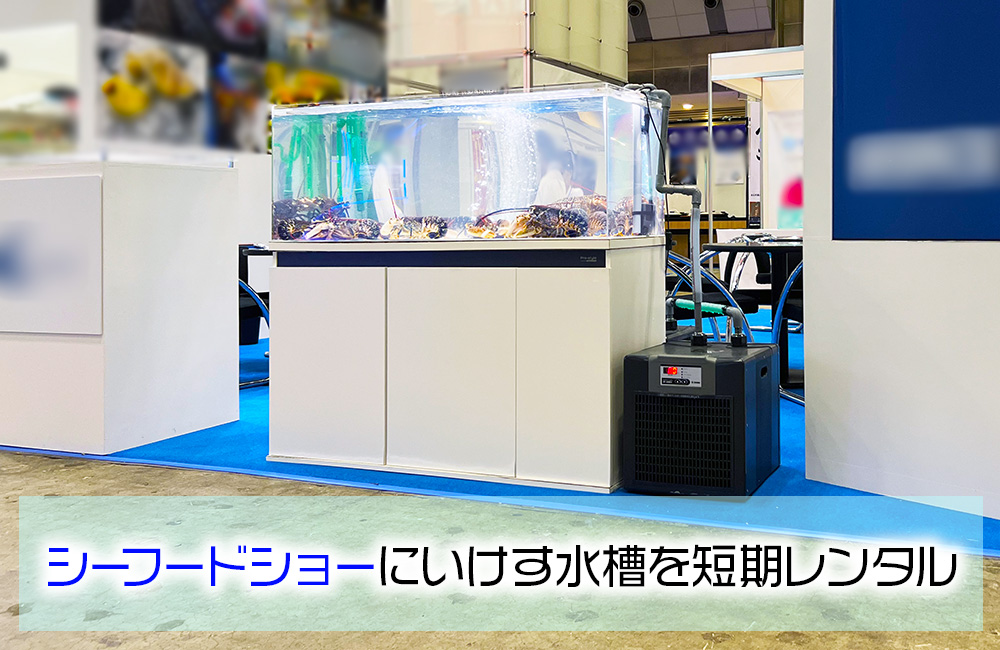 企業様のシーフードショーブースに短期レンタル!ロブスターの120cmいけす水槽