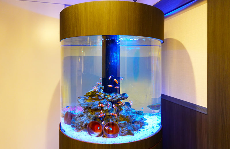 クリニックの直径1ｍ大型円柱水槽！その後の様子・たくさんのカクレクマノミ 水槽画像２