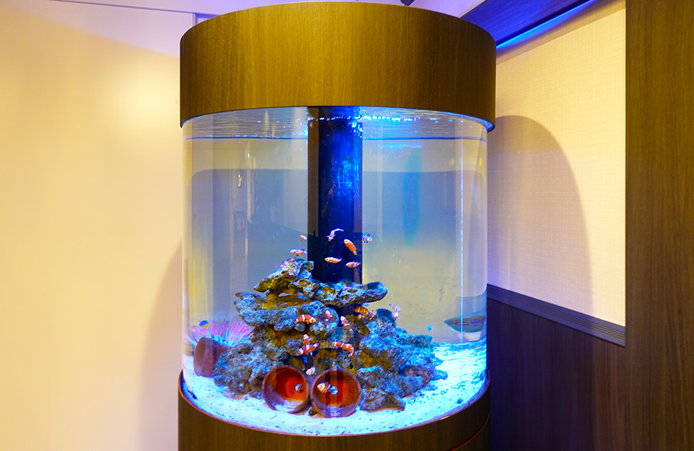 カクレクマノミが泳ぐ円柱型の海水魚水槽と岩のレイアウト